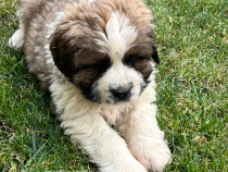 Câine Saint Bernard