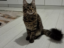 Maine coon fetiță