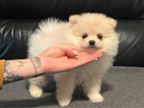 Pomeranian puppy