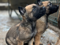 Vand urgent Căței Ciobănesc Belgian Malinois – Super Cadou de Crăciun!