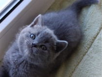 British shorthair