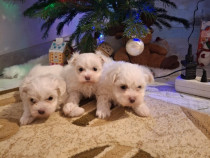 Bichon maltez miny-toy