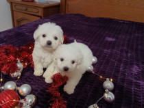 Bichon maltez foarte frumosi