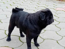 Pug mops de vanzare