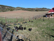 Gaini si cocoși crescute la curte libere natural