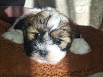 Catelusi Shih Tzu