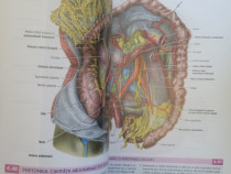 Vand atlas de anatomie Grant editia 14,editura All