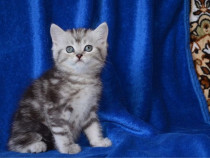 British shorthair