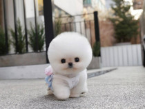 Pomeranian Mini Boo Puppy de buzunar Asigur transport!