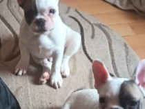 Bulldogi francezi de 4 luni