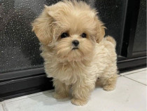 Maltipoo Mini Toy