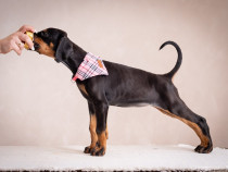 Doberman cățeluși de vânzare