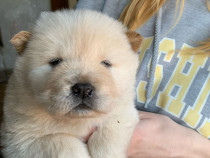 Pui de Chow chow