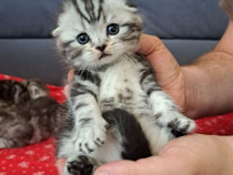 Scottish Fold puiuți