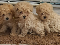 Căutăm familii iubitoare pentru puiuți Maltipoo