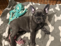 Pui de french bulldog