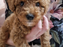Cavapoo băiețel superb