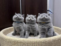 British shorthair motănei și pisicuțe superbi