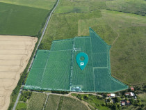 Vie Tradițională &bdquo;Halta Lupilor&rdquo;