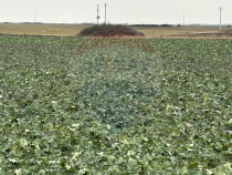 Teren intravilan 80500mp. aproape de nodul rutier de pe D...