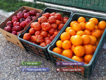 Rasaduri Legume | Rasad de rosii tomate ardei vinete castraveti varza*