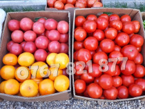 Rasad rosii | Rasaduri rosii / tomate si alte rasaduri legume 2025