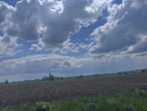 Teren extravilan, 7800mp, Burla