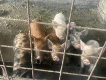 Vând Porci 12-15k .