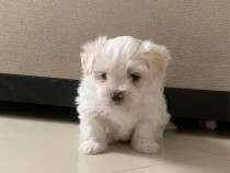 Bichon maltez Mini Toy