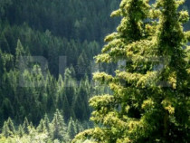 Padure Molid si Fag, de vanzare, 380 Ha, zona Gorj