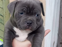 Pui de american bully diferite culori