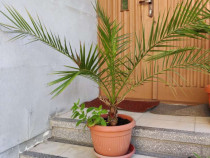 Palmier rar, palmiere - Phoenix Canariensis Palmiere deosebite