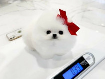 Pomeranian mini boo asigur transport oriunde