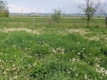 Teren intravilan Tilecuș 807mp