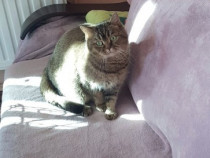 Adoptie pisica sterilizata!