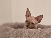 Fetita sphynx/sfinx deosebita