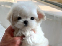 Bichon maltez mini toy