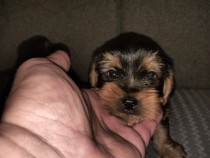 Yorkshire terrier