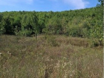 Teren extravilan Sotanga, ID: R2590381