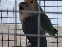 Papagali agapornis
