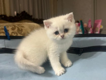 Pui pisica British Shorthair cu Pedigree