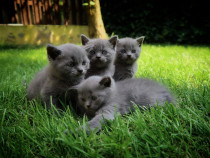 British-Shorthair Blue