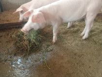 Porci Landrace 30-35kg