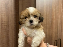 Catelusi shih tzu