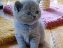 British Shorthair rasa pură