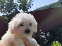 Bichon maltez mascul