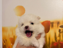 Pomeranian toy disponibili