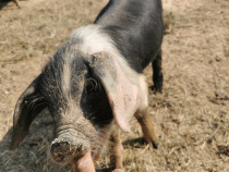 Porci Bazna de vânzare