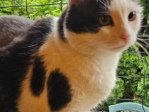 Adoptie motan castrat Hellas