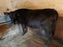 Vând vițea angus!